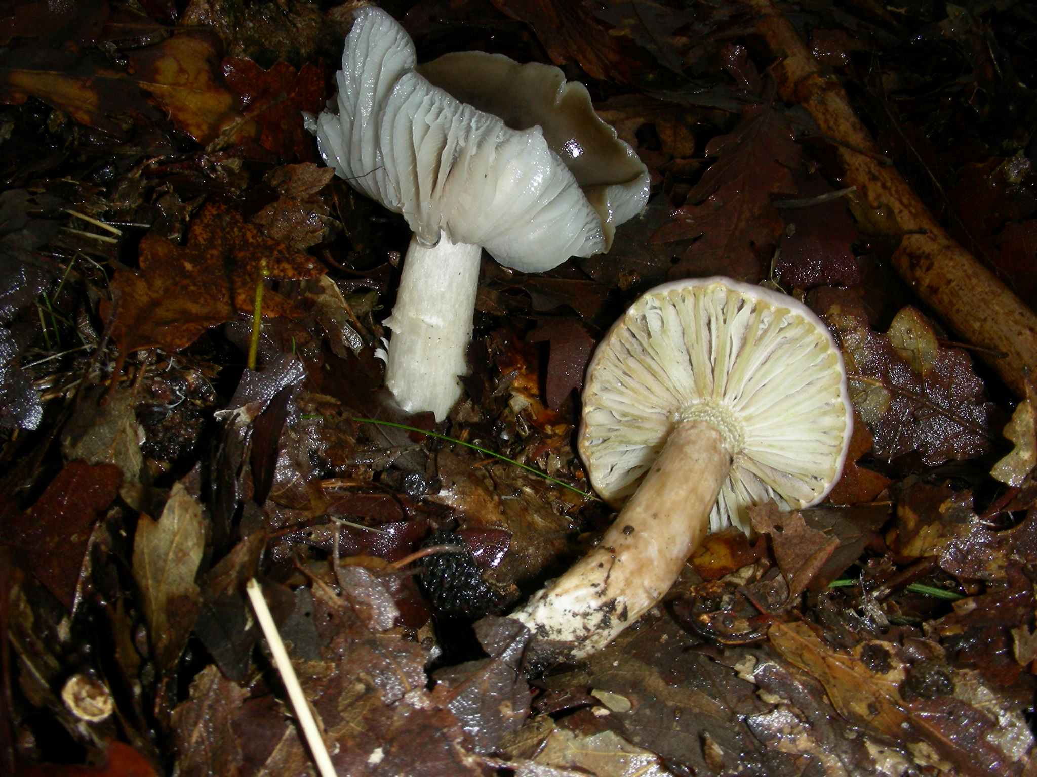 1862 Dicembre vecchio ritrovamento